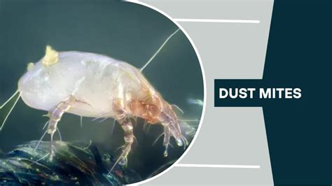 How Small Is Dust Mites