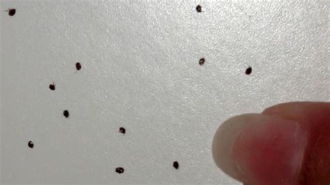 How Small Is Fleas