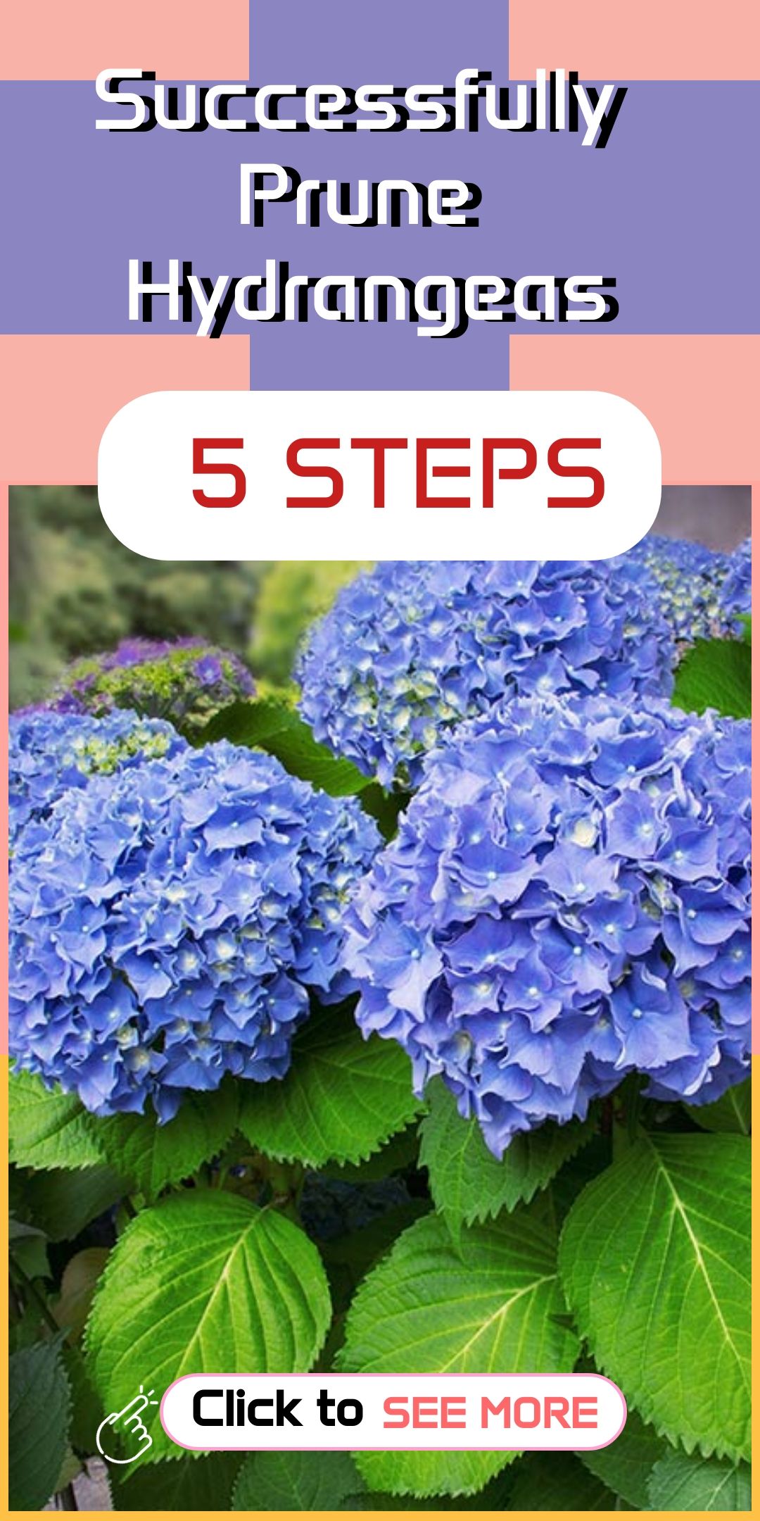 How To Care For A Hydrangea In 5 Easy Steps