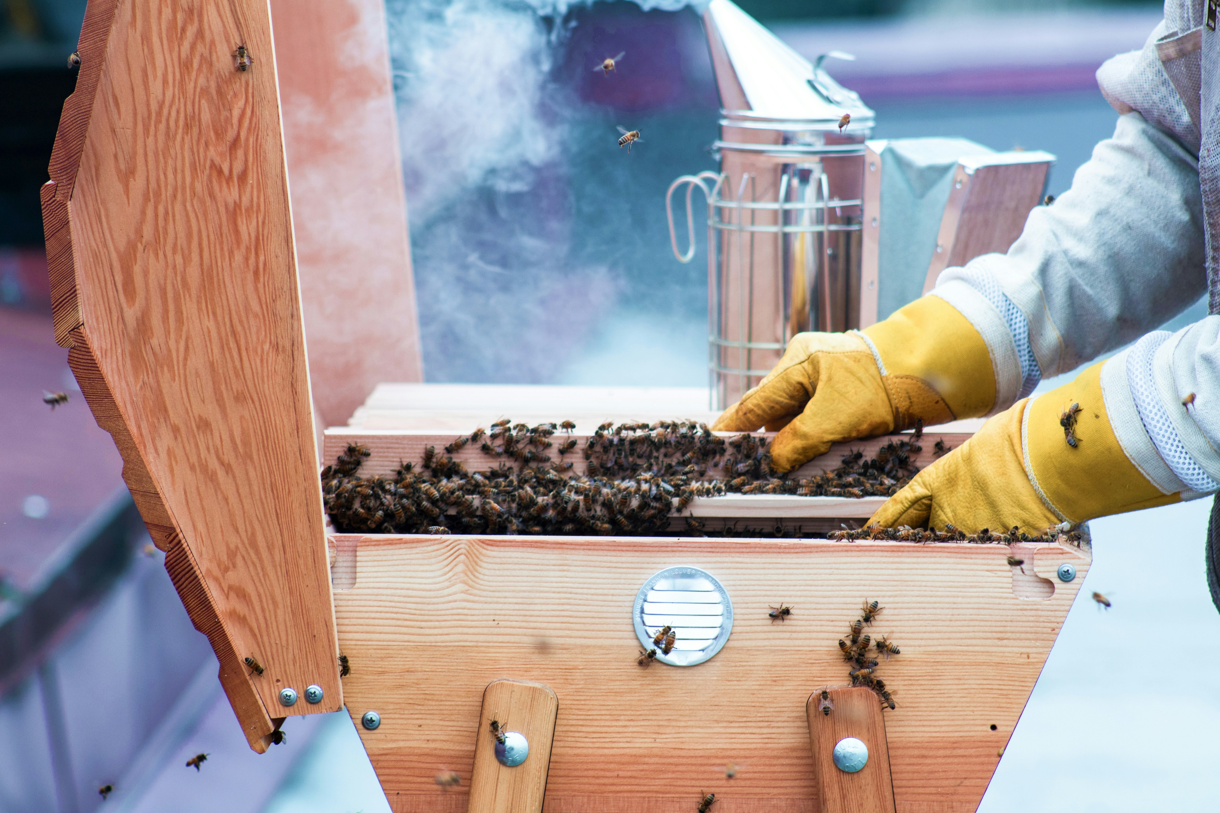 How To Get Started With Beekeeping: A Beginner’s Guide