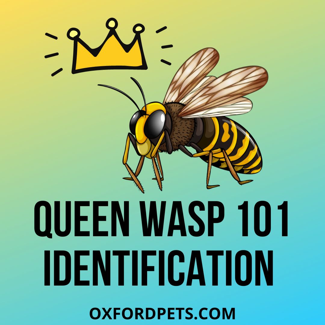 How To Identify A Queen Wasp: The Ultimate Guide