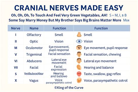 How To Memorize Cranial Nerves