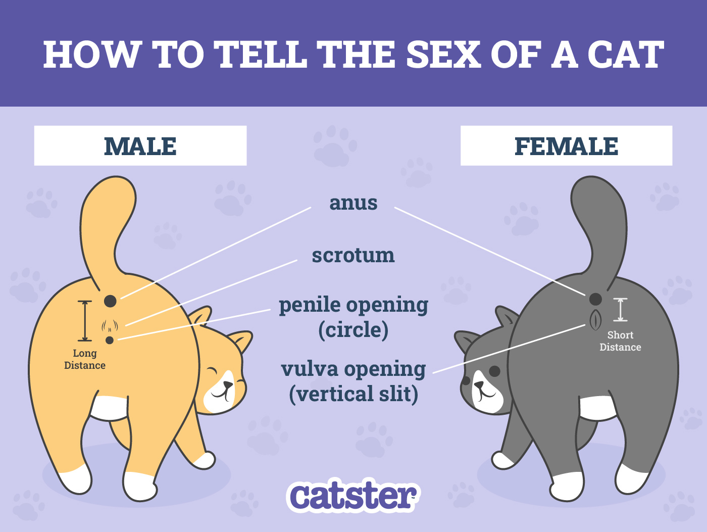 How To Recognize Cat Gender: A Beginner’s Guide