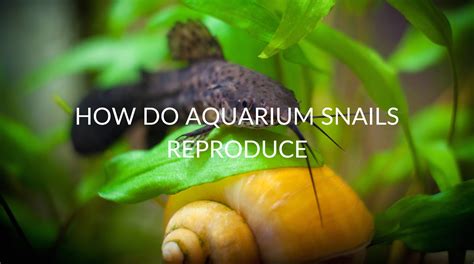 Snails Reproduce Secrets: Uncover the Mystery