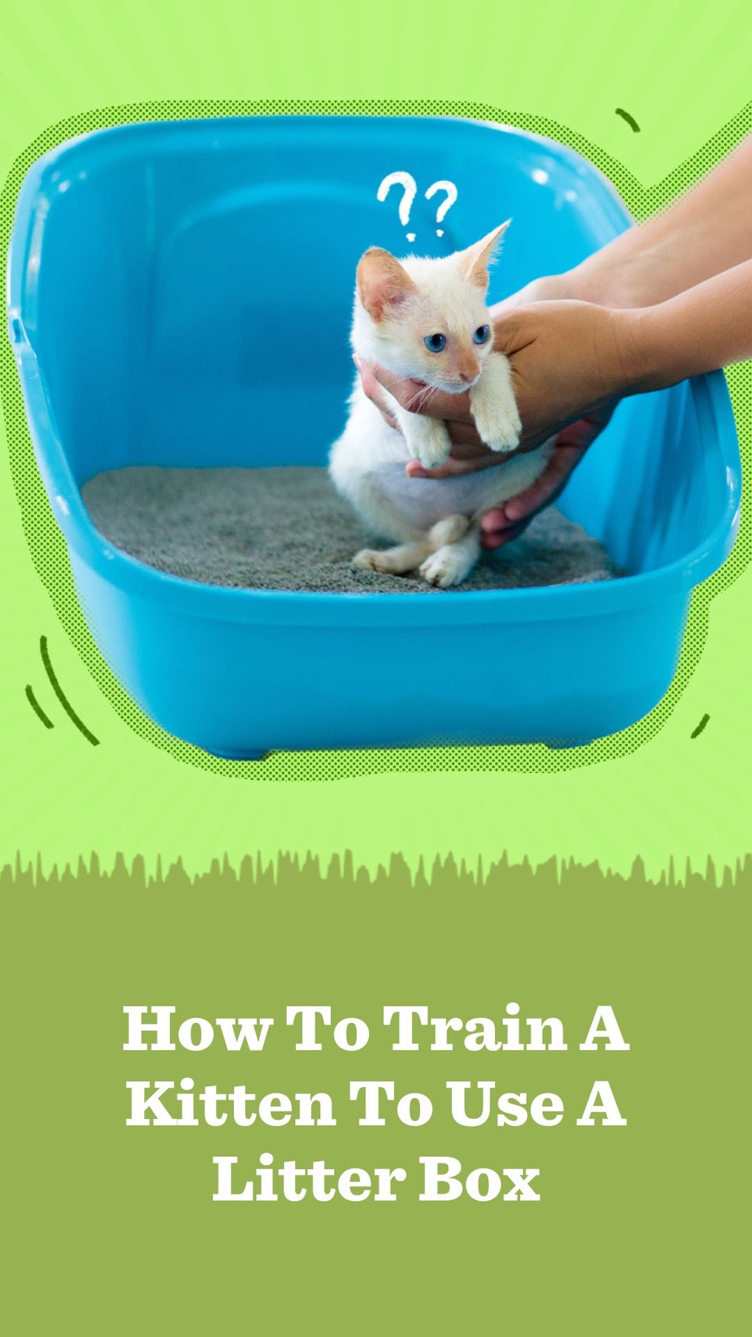 How To Train A Kitten In 8 Simple Steps