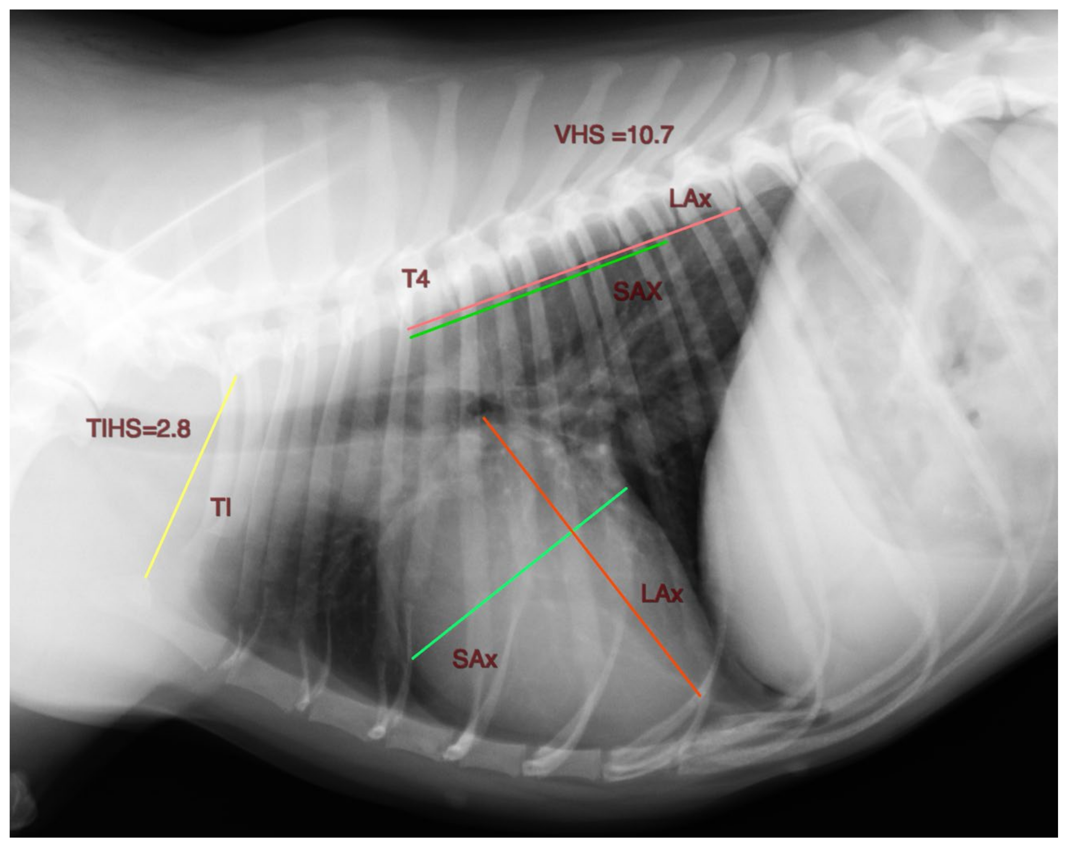 How To Xray Animals Safely: A Stepbystep Guide For Beginners