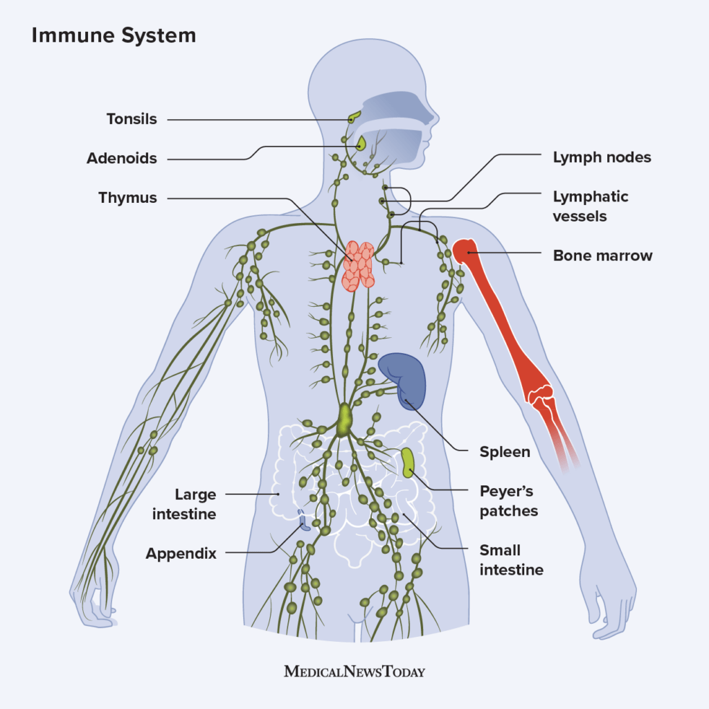 How The Immune System Works: In The Body System Explained