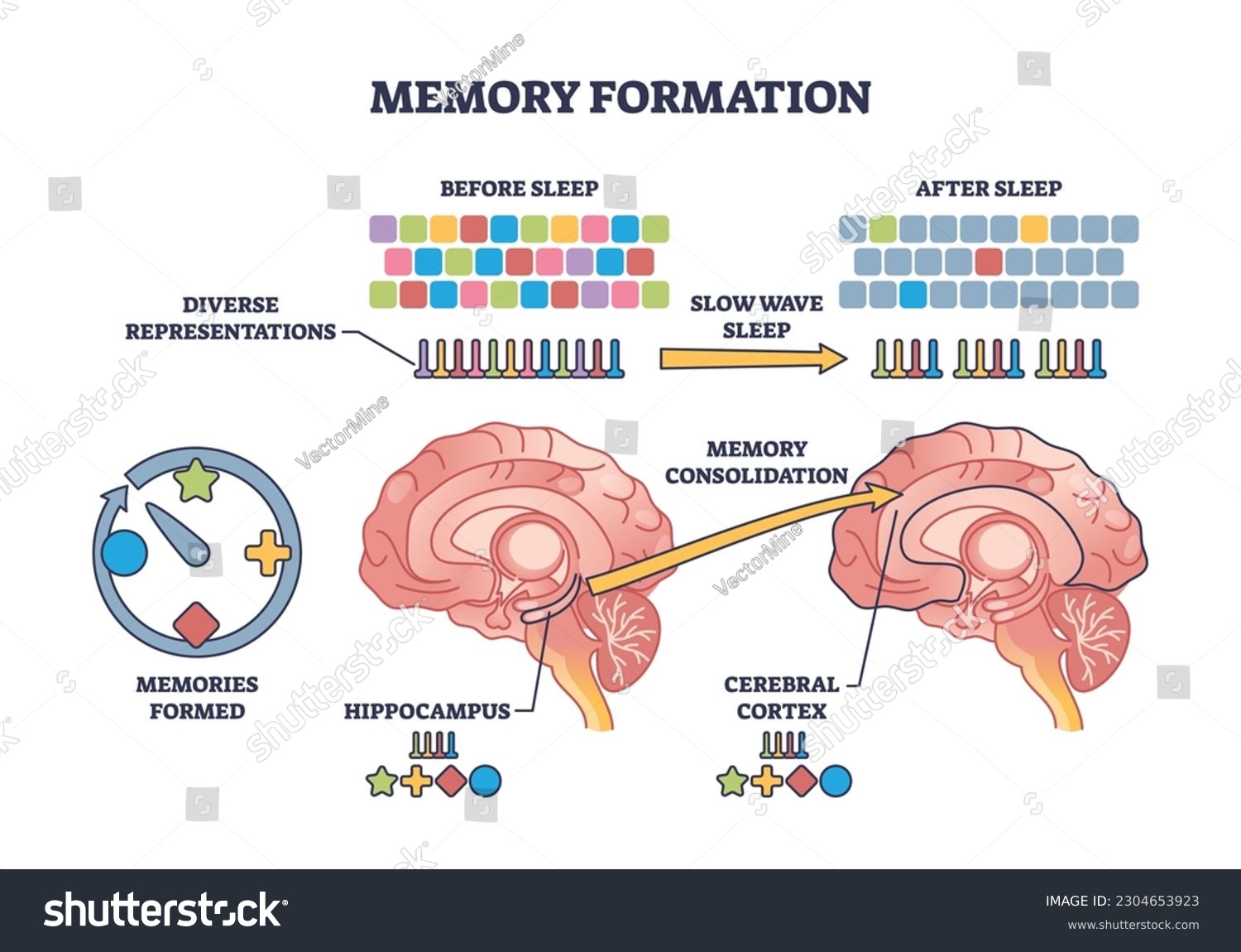 In The Brain Hippocampus How Memory Gets Stored