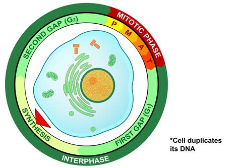 Interphase S Phase