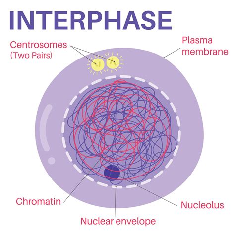 Interphase S