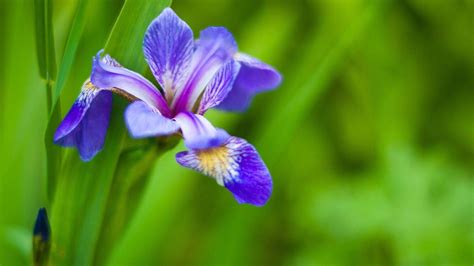 Unlock the Beauty of Iris Flowers Secrets