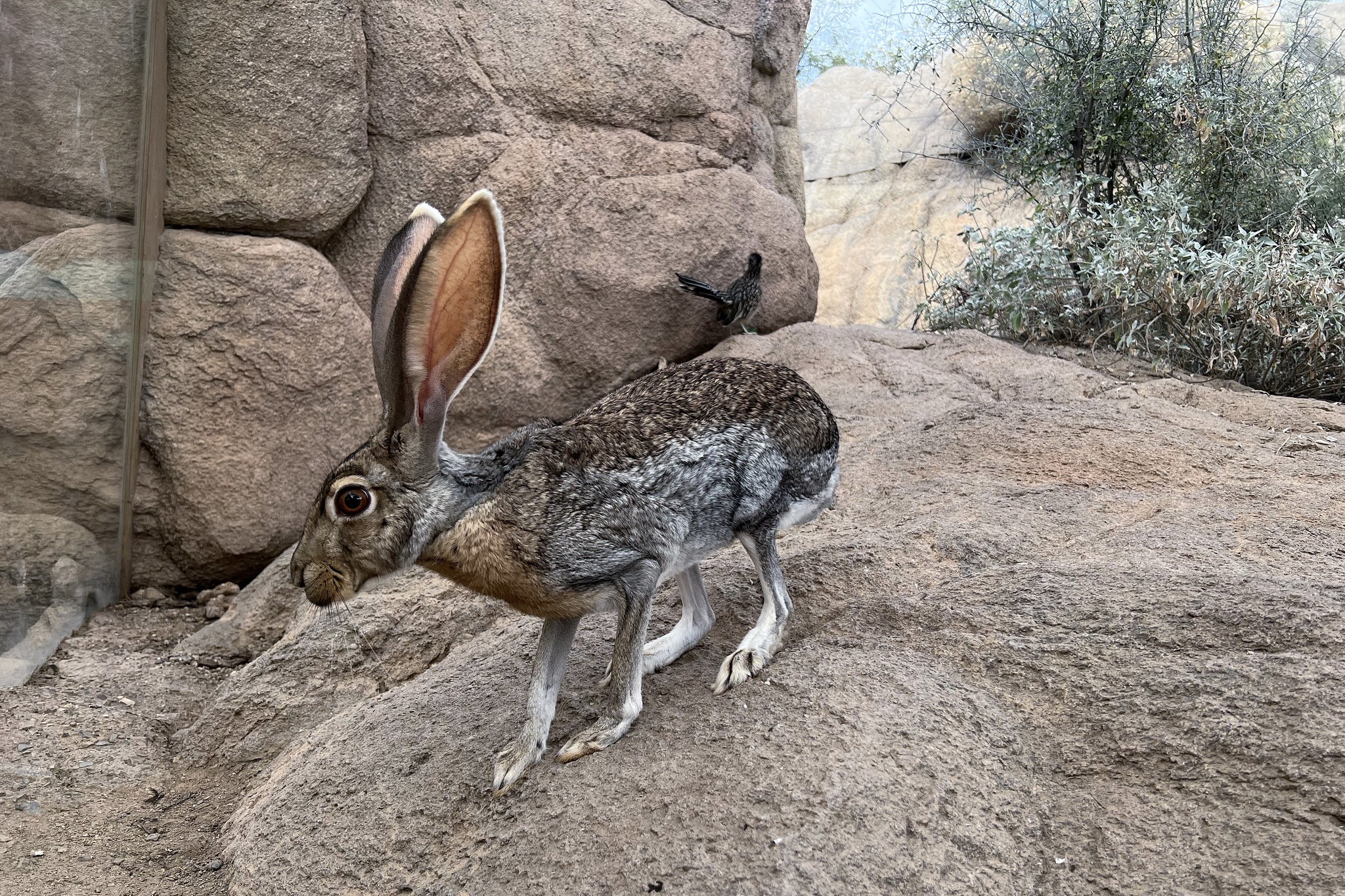 Jackrabbit Do They Lay Eggs