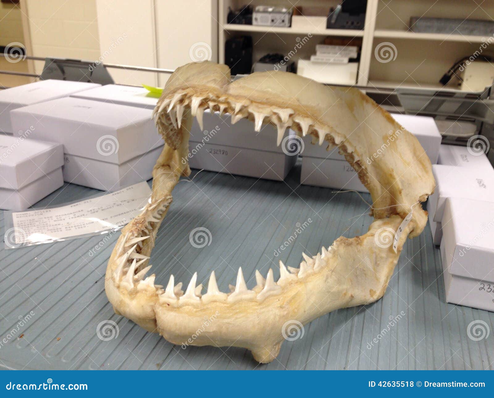 Jaw Pain Left Side
