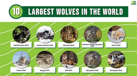 Largest Wolf Species: Stunning Giants Unveiled