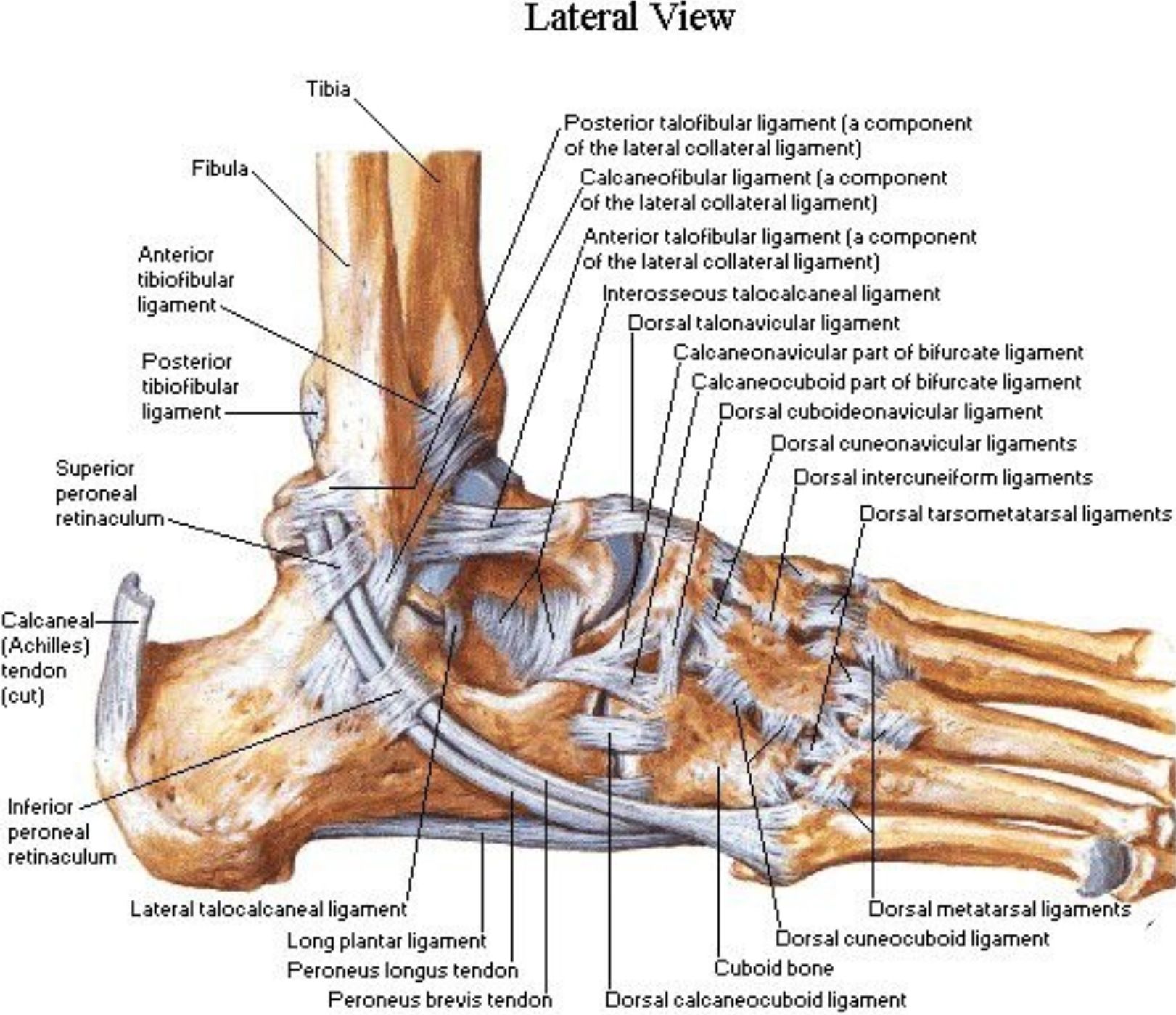 Ligaments In A Knee