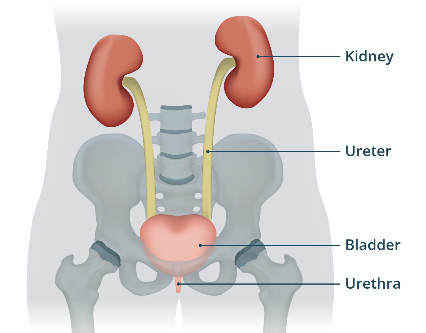 Location Of Appendix