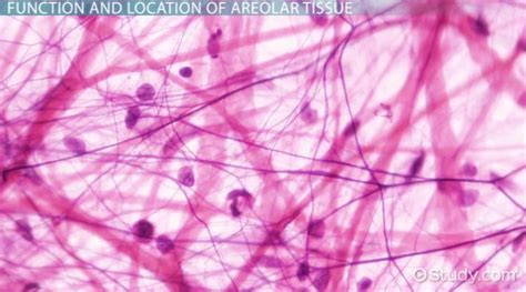 Location of Areolar Connective Tissue: Where Is It Found in the Body