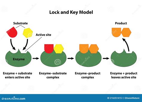 Unlock Secrets: Mastering Lock and Key Model