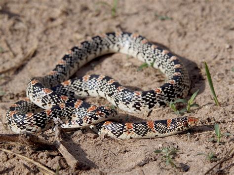 Longnose Snake Secrets Unveiled