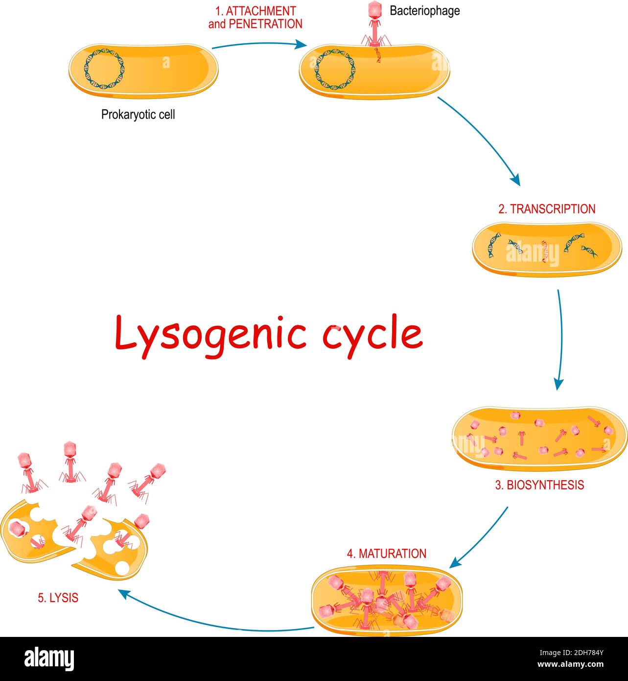 Lytic Skeletal Lesions