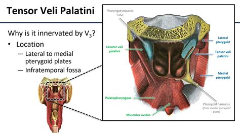 M Tensor Veli Palatini