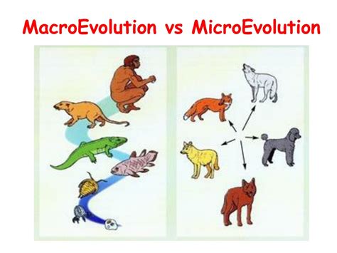 Macroevolution vs Microevolution: Evolutionary Debate Simplified