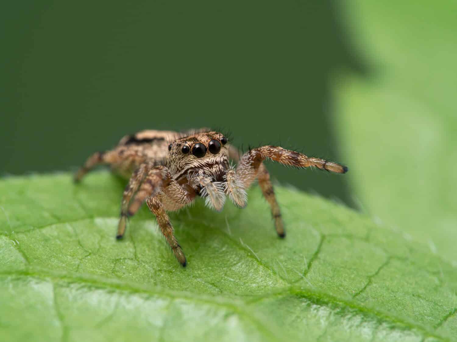 Everything You Need To Know About Male Jumping Spiders