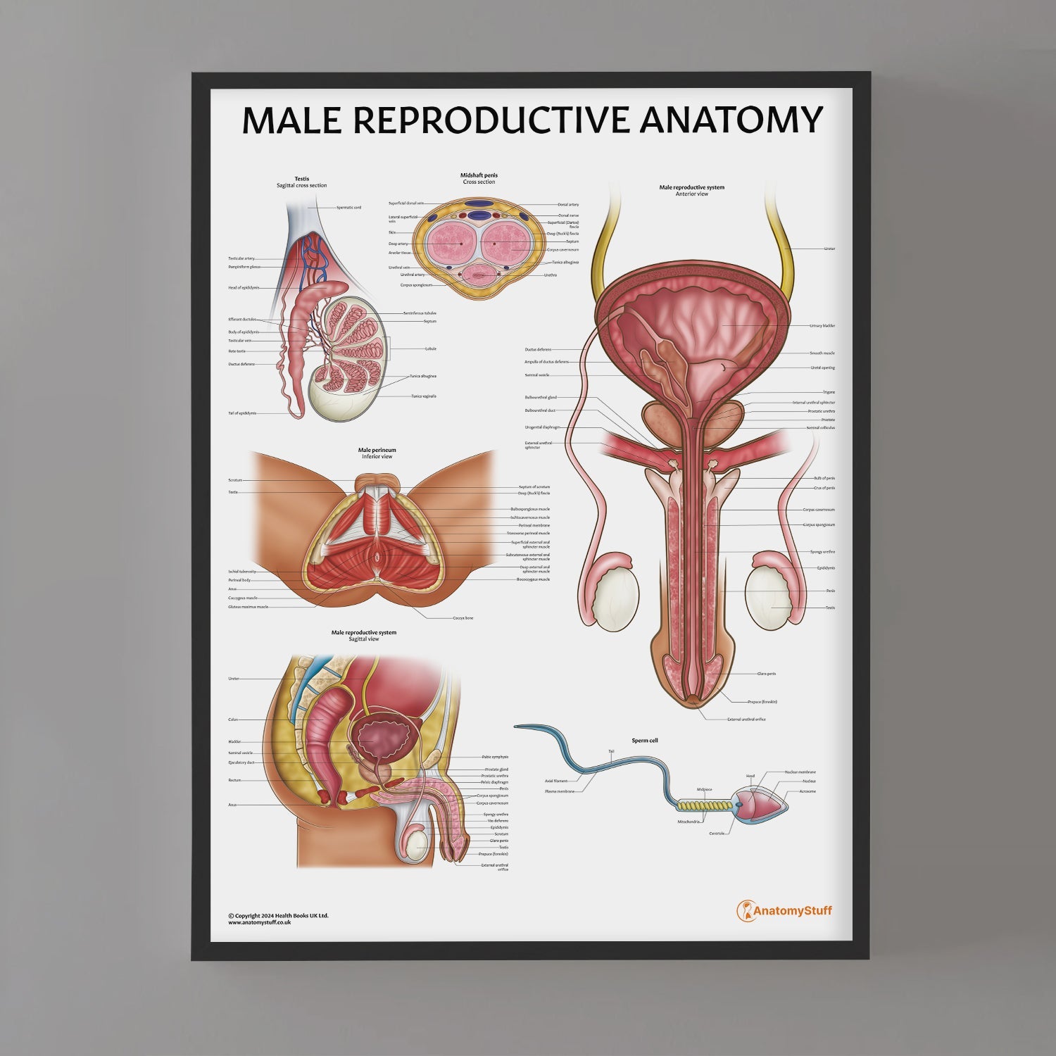 Male Plastic Surgery Face