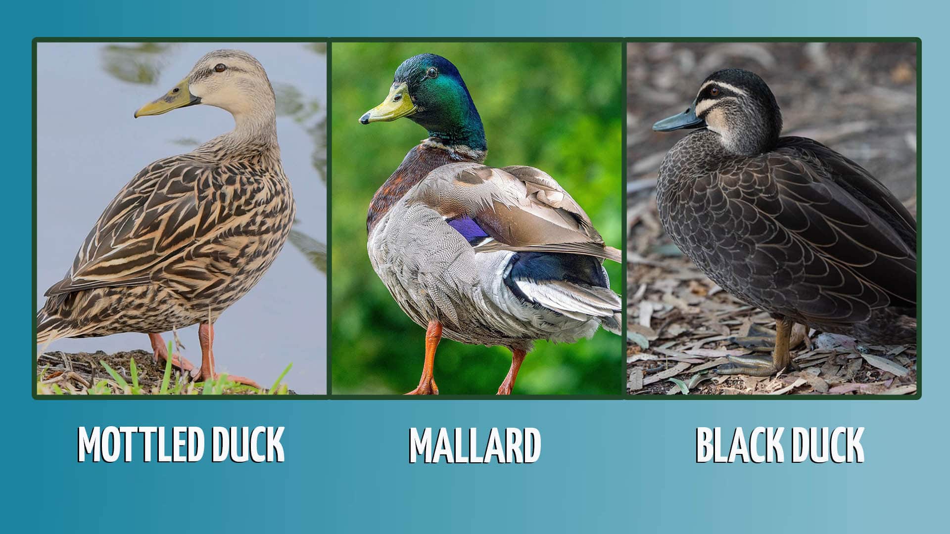 Mallard Ducks Do They Migrate