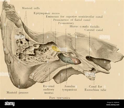 Mastoid Anatomy