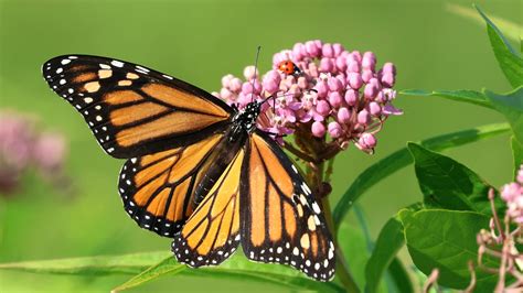 Monarc Butterflies Human Health