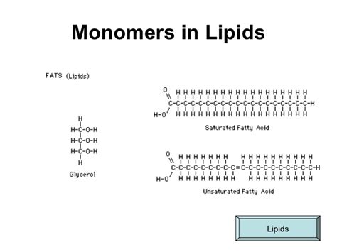 Exploring the Building Blocks: Monomers of Lipids Demystified