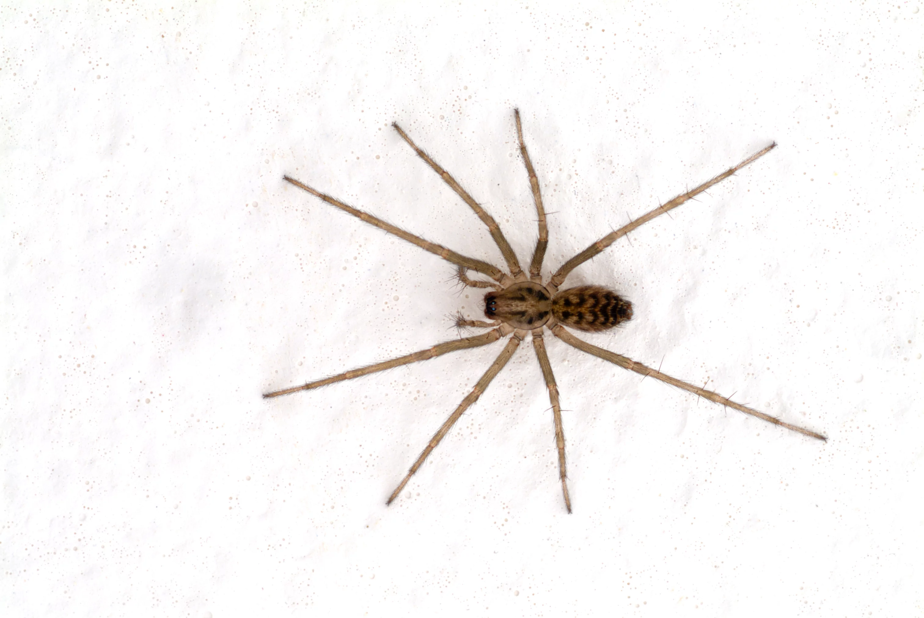 Meet The 5 Most Common House Spiders In Your Home