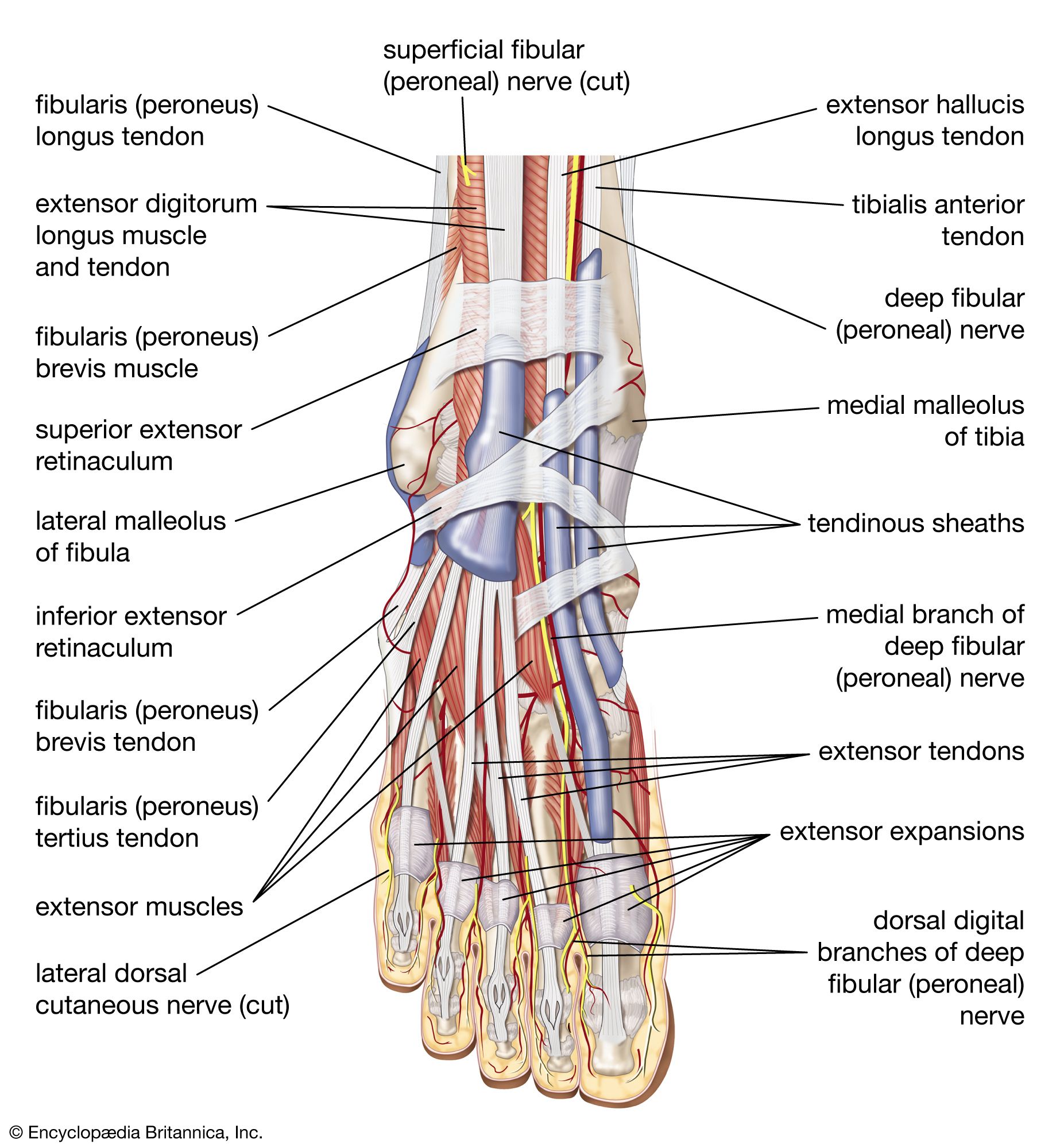 Muscles In The Knee