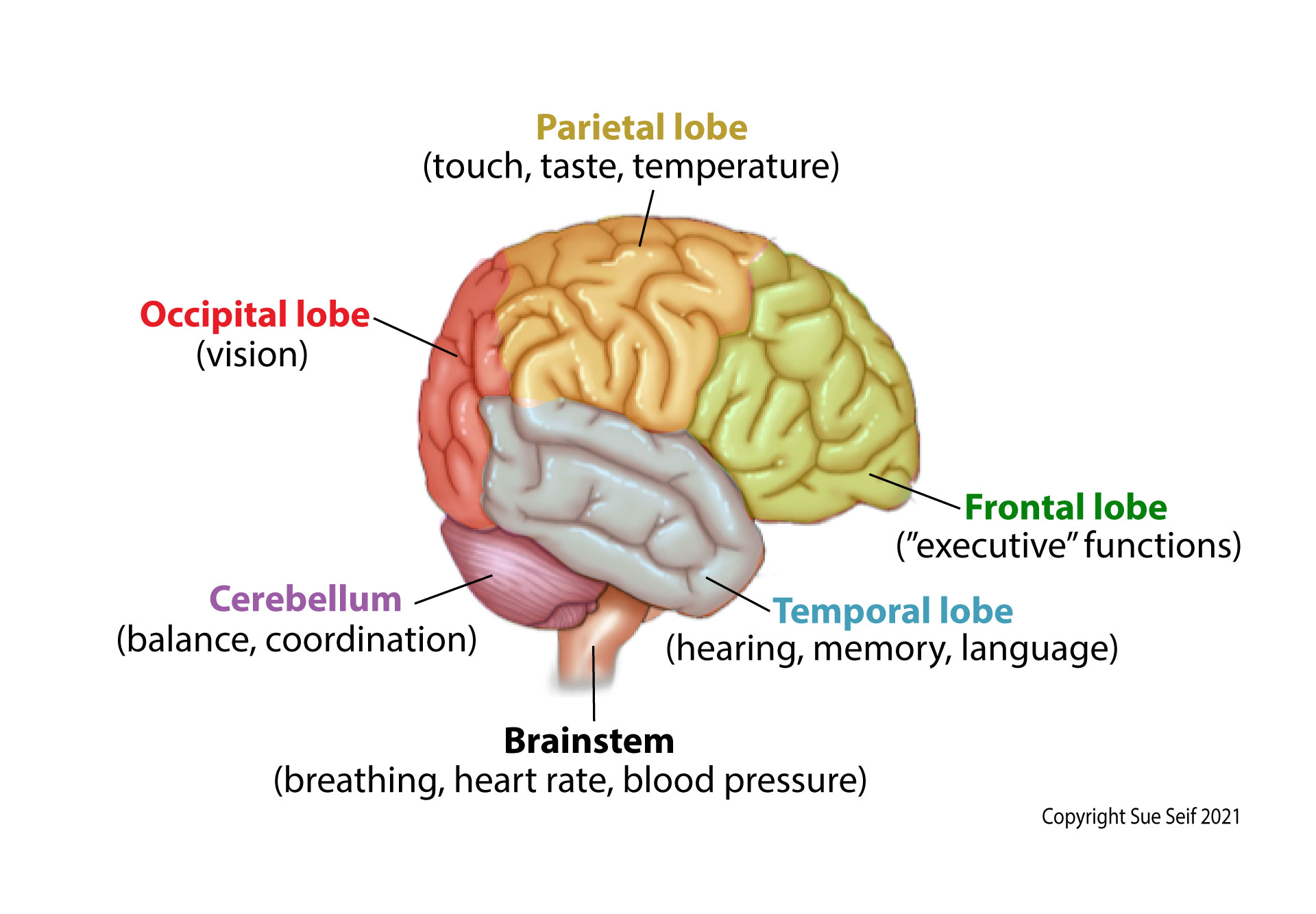 Occipital Nerve Block