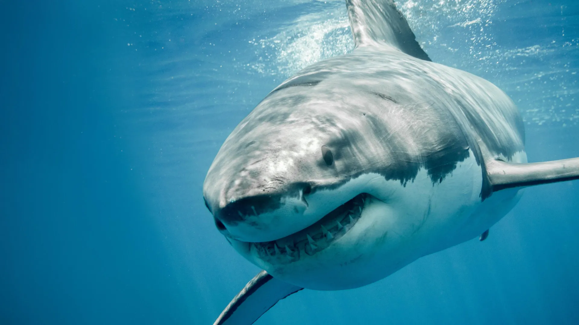 What Makes The Old Great White Shark A Living Time Machine