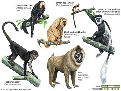 Old World Monkeys: Mysteries of Their Ancient Lineage Revealed