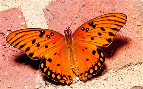 Orange Butterflies: Hidden Mysteries Revealed