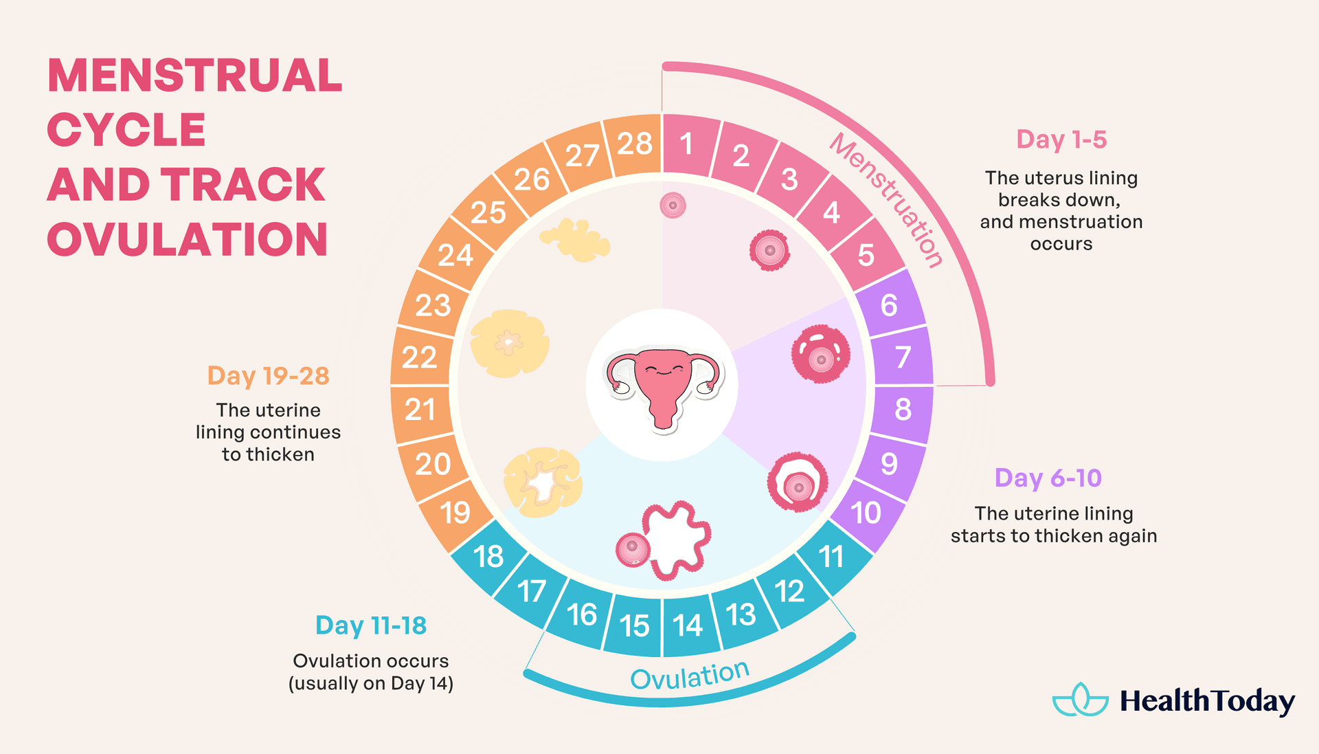 Ovulation Bleeding Vs Implantation Bleeding