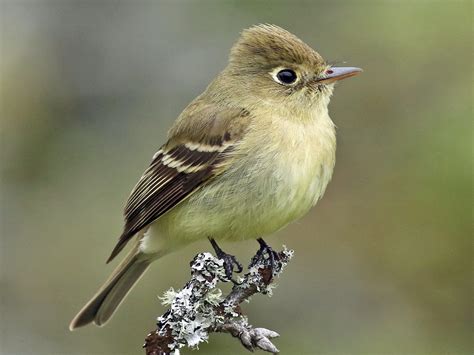 Discover the Secrets of the Pacific Slope Flycatcher: Rare Bird or Myth?