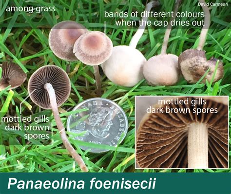 Unlocking the Mystique of Panaeolina Foenisecii: Nature's Hidden Wonder