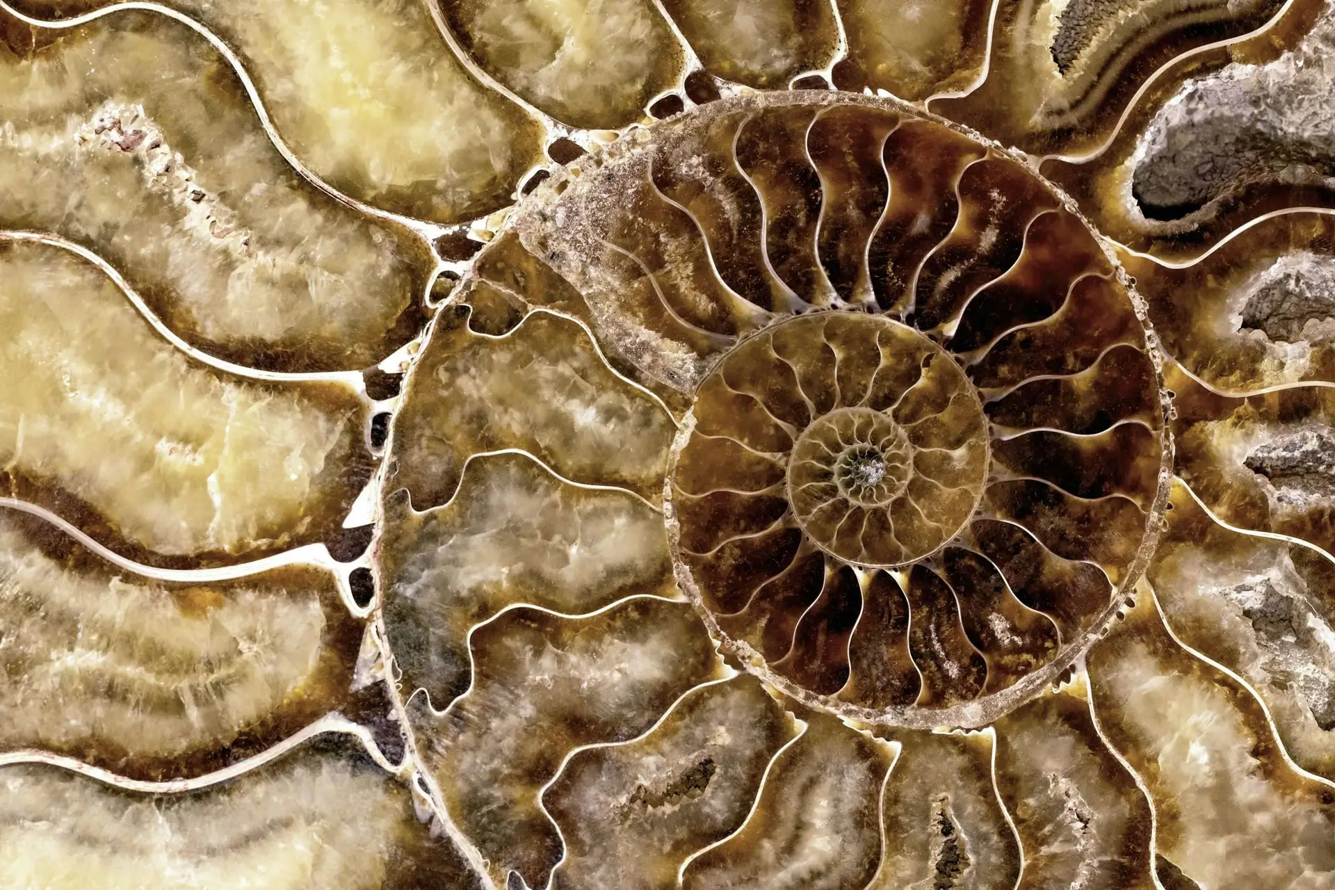7 Surprising Patterns Found In Nature Nobody Talks About