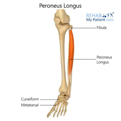 Peroneus Longus Tendon