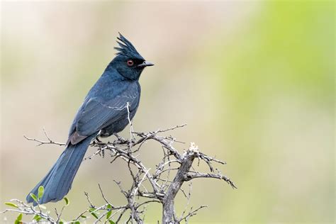 Phainopepla: Mysterious Bird's Rare Insights Unveiled