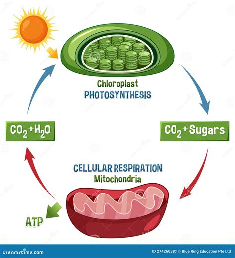 Unraveling the Mysteries of Photosynthesis and Cellular Respiration