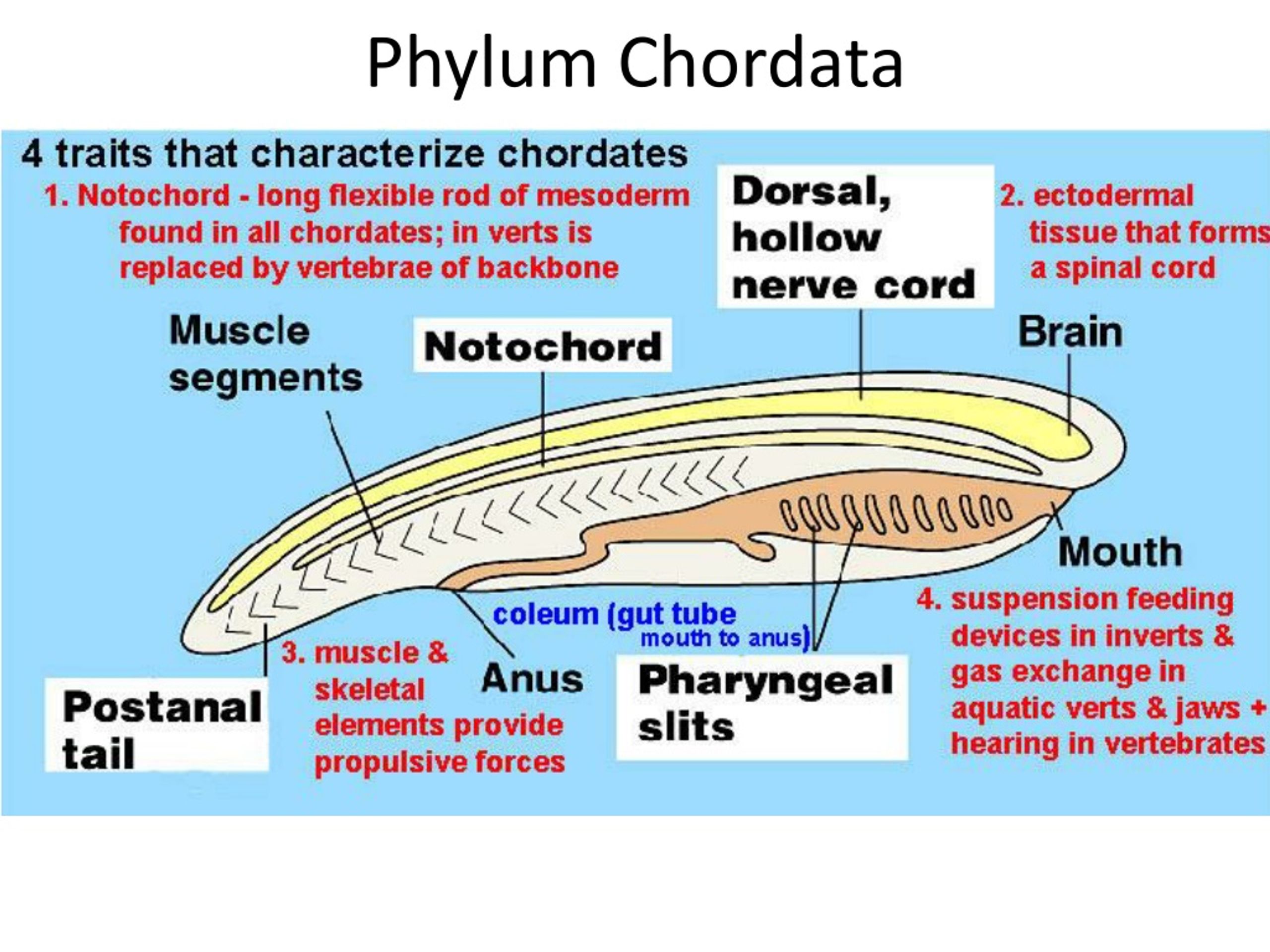 Phylum Xylem