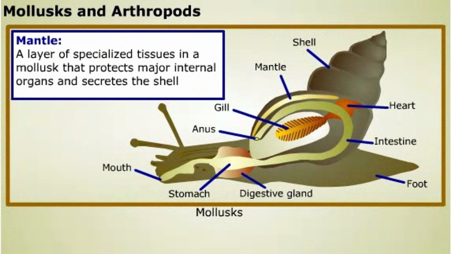 Phylum Zygomycota Examples