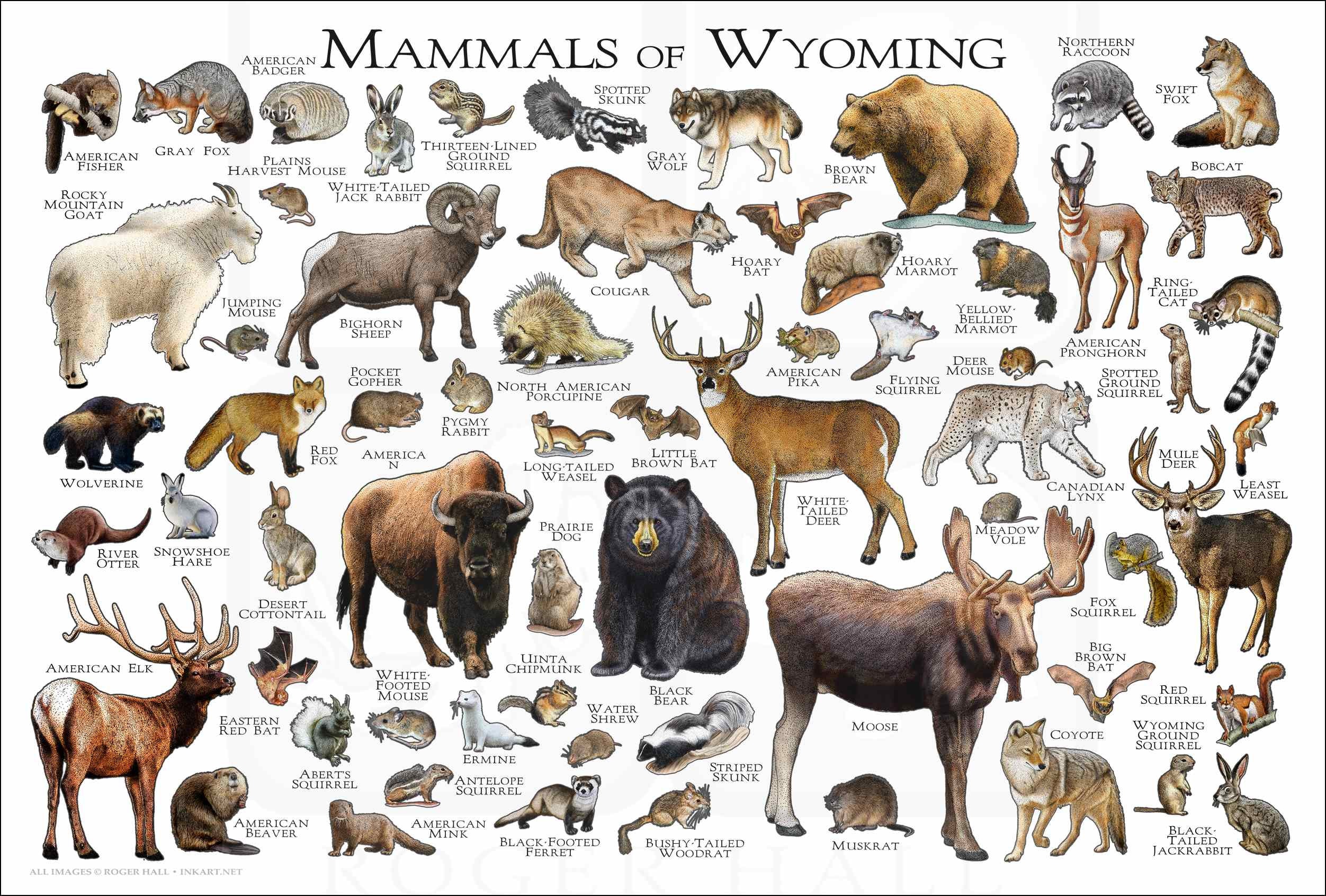 Pictorial Illustration