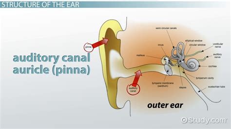 Place Theory Psychology Definition Uncovered: A Fascinating Insight