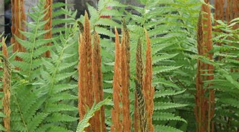 Best Plants with Leafy Fronds for Indoors